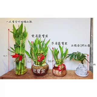<柯比植物>萬年竹 水耕盆栽 幸運竹 室內植物 發財樹 室內植物 懶人陶瓷花器 水耕 開運竹 聚寶盆 富貴竹 招財