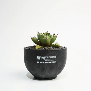 5PM.TWCAUDEX プラスチック鉢 酉 5pm twcaudex プラスチック鉢 選べる3鉢セット｜Yahoo!フリマ