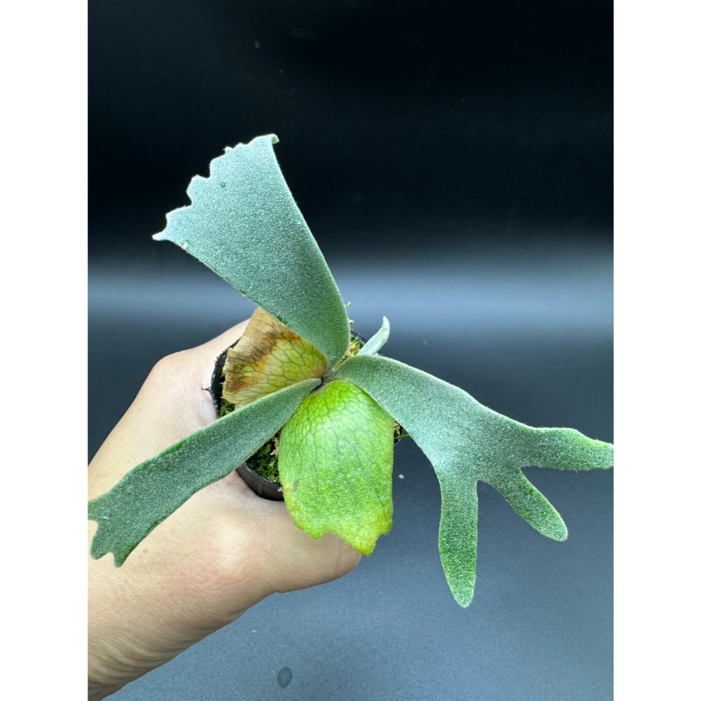 🐝BEE_PLANTS 台中鹿角蕨P.willinckii jenny (TC) 珍妮鹿角蕨