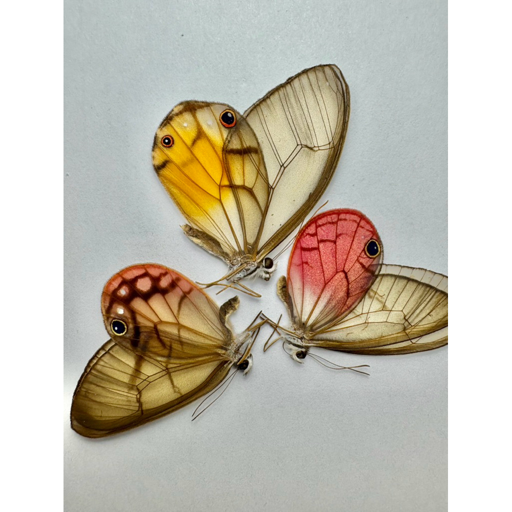 昆蟲標本（死的非活體）Cithaerias pireta 三個顏色一組 秘魯產 | 蝦皮購物