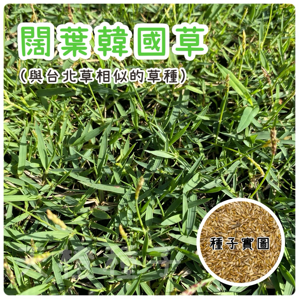 種子王國 綠珍韓國草種子（闊葉） 與台北草相似的草種 耐病害、無需經常修剪、雜草不易侵入、適合懶人的草種 | 蝦皮購物