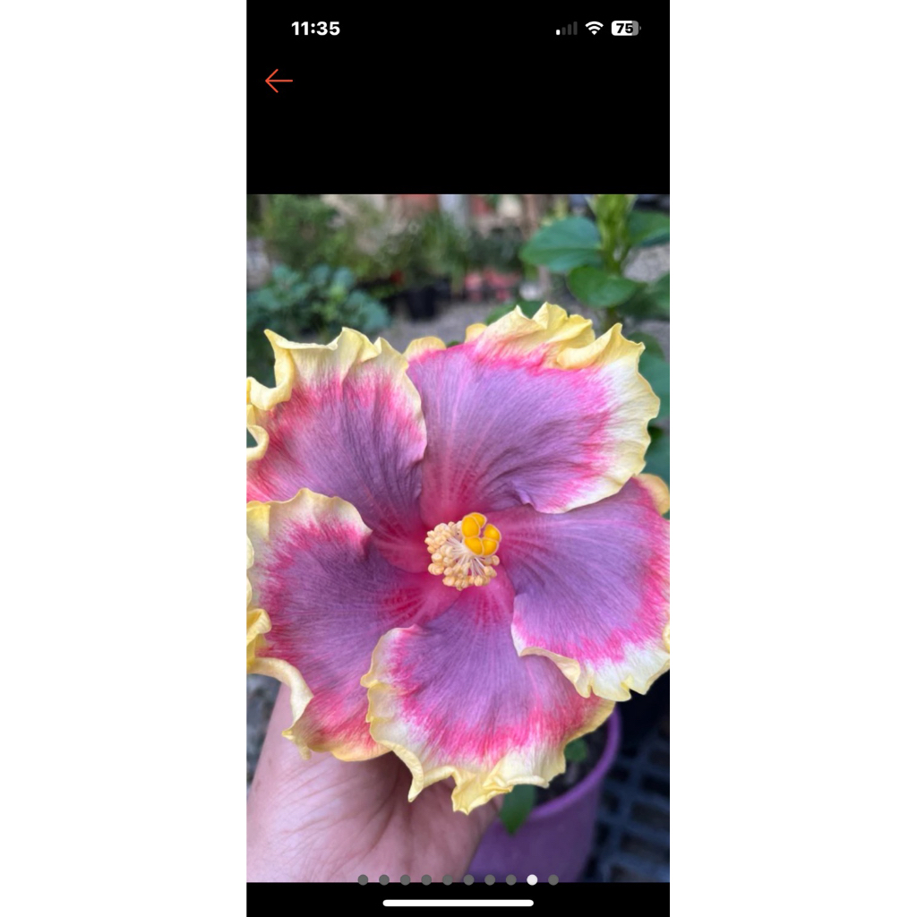 扶桑/枝條/手心的薔薇/水沙漣夜空/青花瓷/秋紅谷/扶桑/ | 蝦皮購物