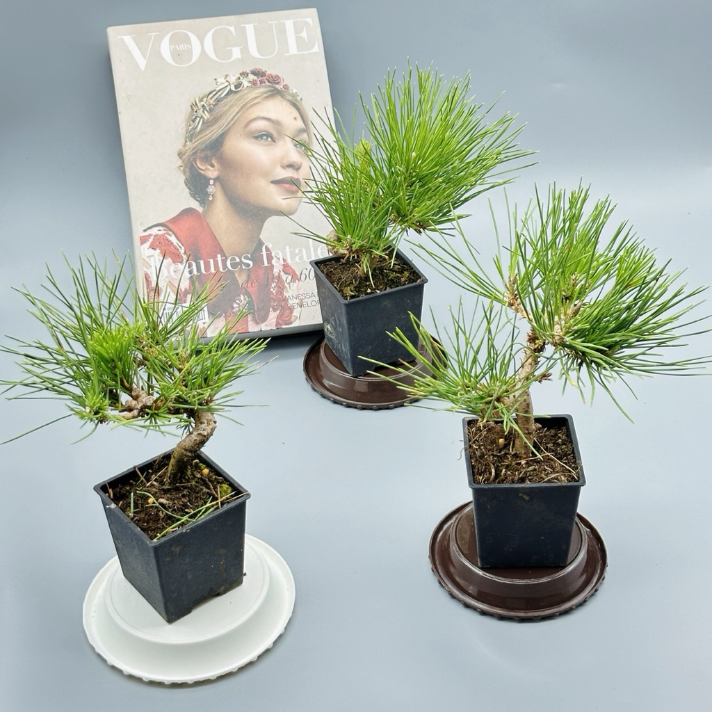 英宏造型黑松3.5寸盆造型五葉松小品盆栽觀葉植物室外植物盆景盆栽