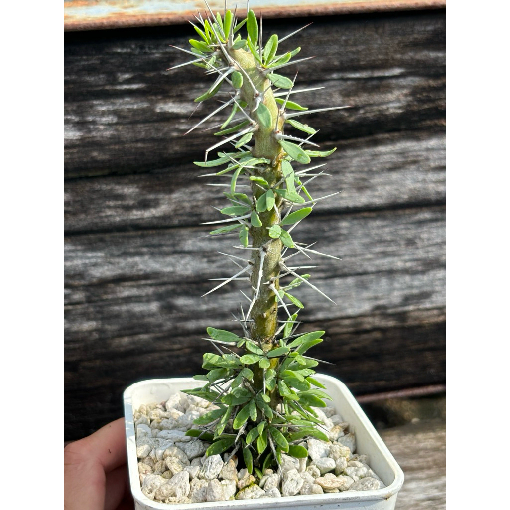 阿修羅城Didierea trollii 龍樹科多肉植物/4吋/奧莉諾多肉園| 蝦皮購物