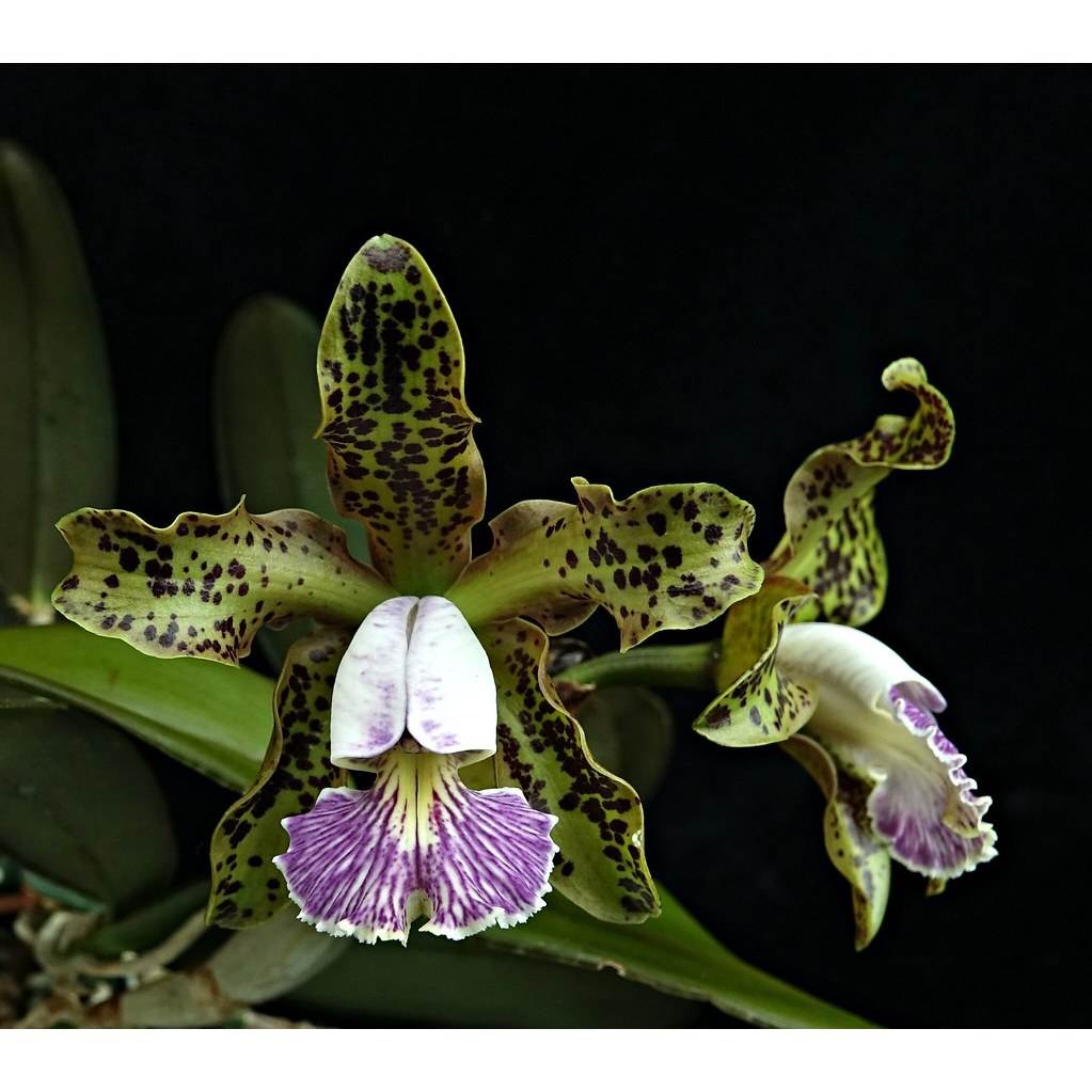 Cattleya schilleriana var. coerulea原生種嘉德麗雅蘭蘭花植株| 蝦皮購物