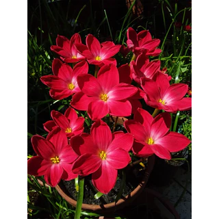 Rosetalk99, 線上商店| 蝦皮購物