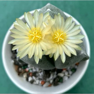 白礁  花卉圖 🪧 花荺ʜᴜᴀʏᴜɴ｜岡山花店♡ | 𓇚 - 25大朵粉色系列蘇醒玫瑰花