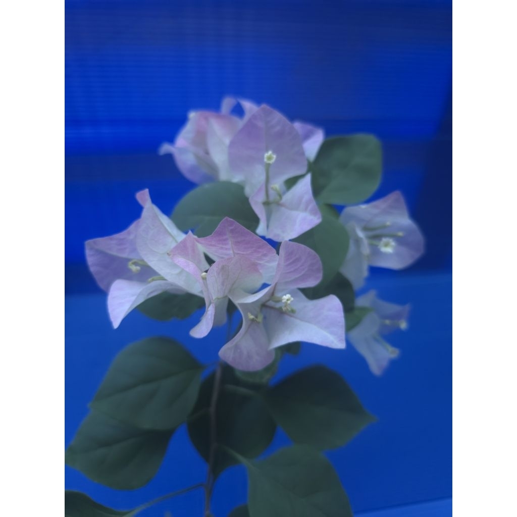 九重葛 泰國粉 大頭部 8/24拍 | 蝦皮購物