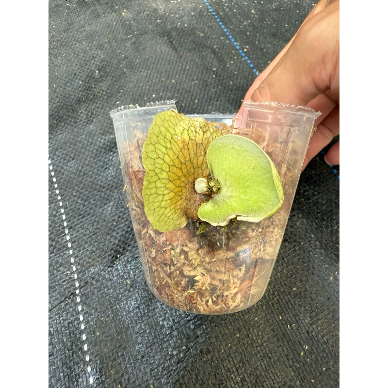 Fern➰蕨戀➰Love 』「 Hillii cv. Fujin 」深綠風神鹿角蕨店面