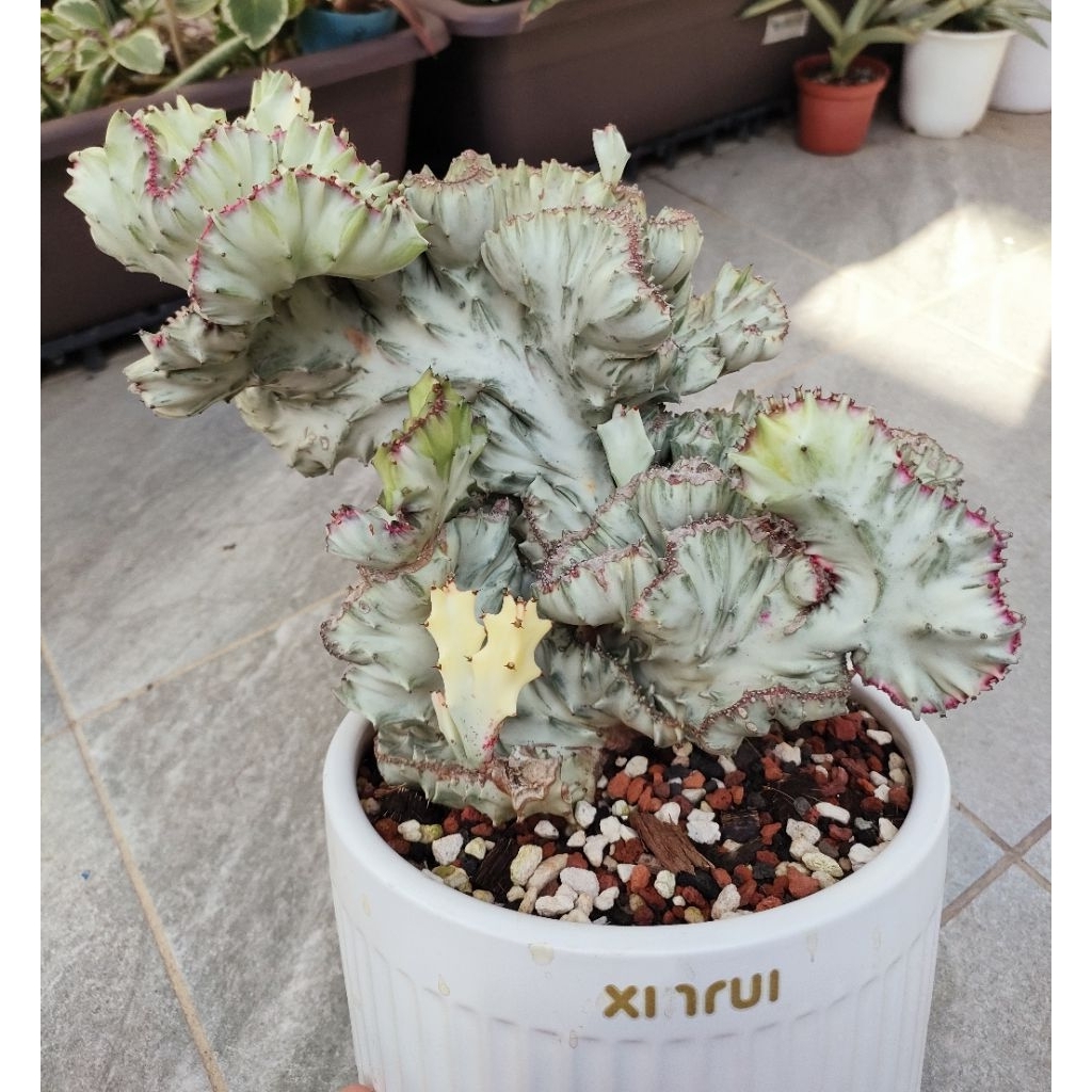多肉 仙人掌 大戟科 春風錦 白帝綴化錦 | 蝦皮購物