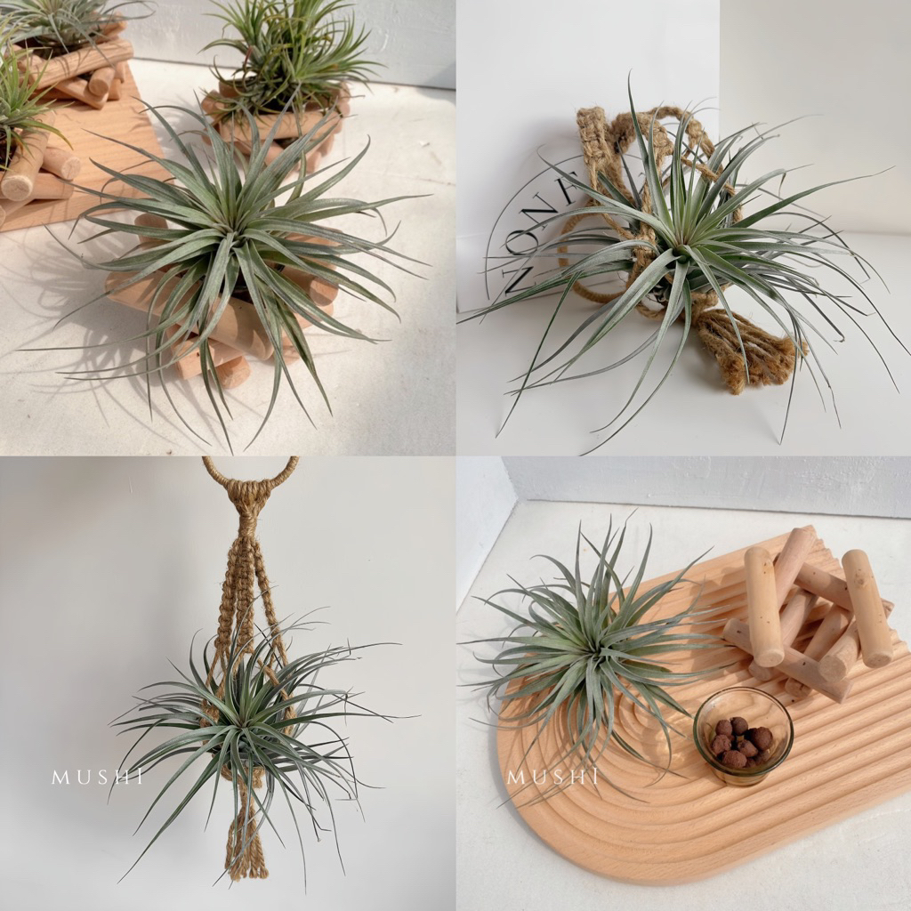 空鳳花器- 優惠推薦- 2026年7月| 蝦皮購物台灣