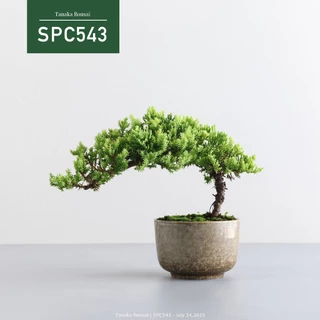 時代木 天然古木 玉杢 四足 花台 香台 盆栽台 39㎝ 時代木 天然古木 玉杢 四足 花台 香台 盆栽台 39㎝