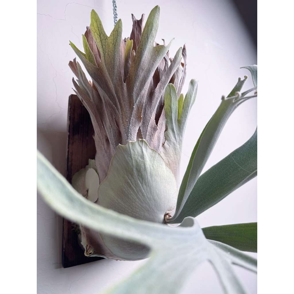 親株Monkey north high shield モンキーノースハイシールド P.monkey north high shield OC P.Monkey North 