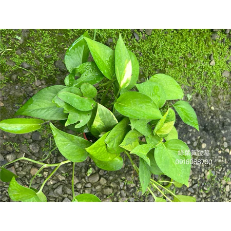 黃金葛系列 綠葉 3吋盆