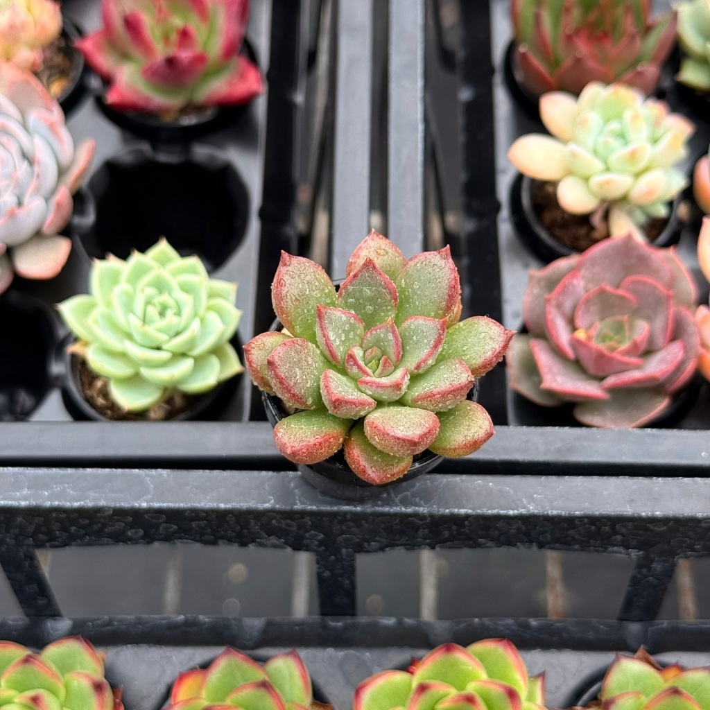 一吋盆綜合賣場1-0226更新/Wayne多肉/一吋盆多肉/多肉植物/婚禮小物/組