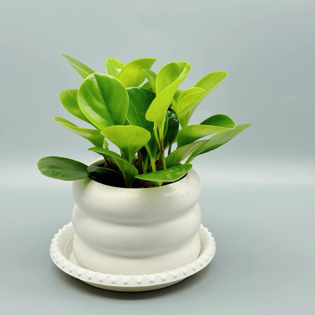 植物空間發財樹圓葉椒草3吋桌上型室內植物