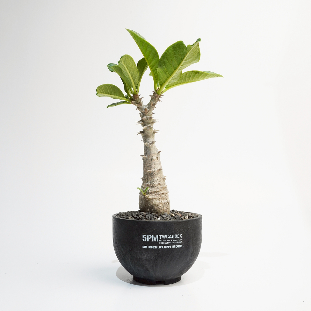 Pachypodium windsorii 種子 100個と50個 酉5PM】溫莎瓶幹｜實生苗｜Pachypodium windsorii | 蝦皮購物