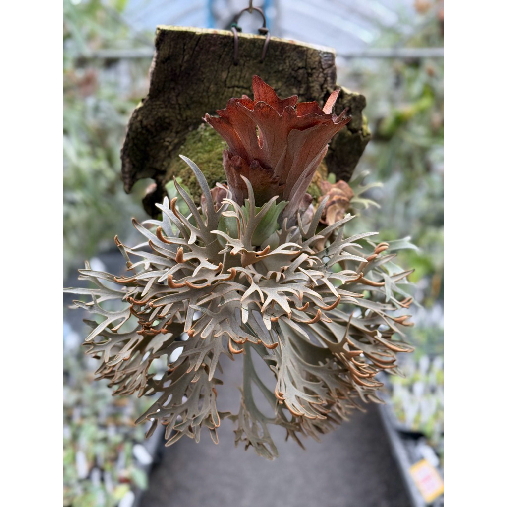 蕨的想買就買] P. willinckii cv. Nano (TC) 鹿角蕨/蕨類/上板植物/蕨