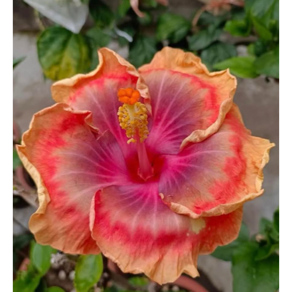 扶桑/枝條/手心的薔薇/水沙漣夜空/青花瓷/秋紅谷/扶桑/ | 蝦皮購物