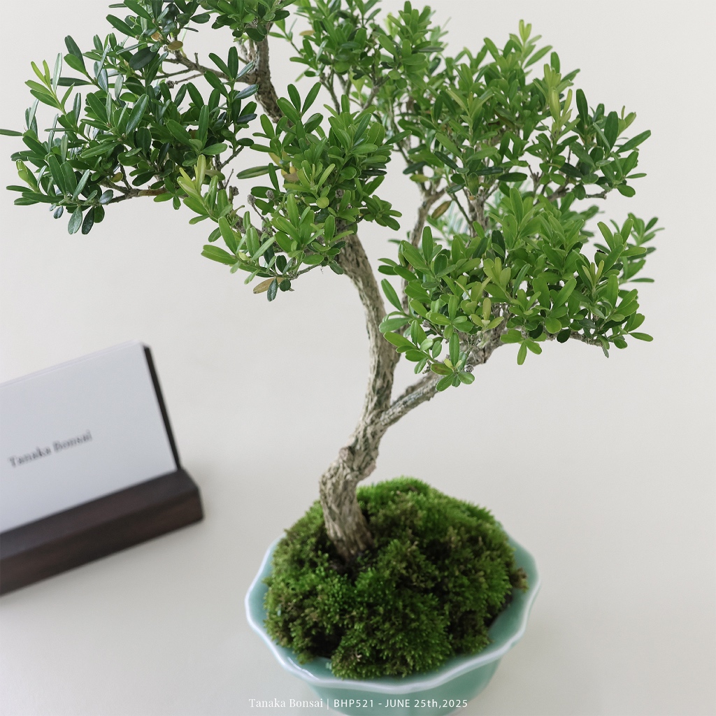 Tanaka Bonsai】BHP521 雀舌黃楊盆景（不含名片架）｜雜木盆栽| 蝦皮購物
