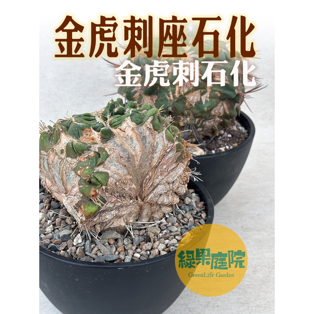 綠果庭院 仙人掌 金琥刺座石化 金虎刺座石化 金鯱刺座石化 金虎變種 珍稀個性 旱生植物 多肉植物 | 蝦皮購物