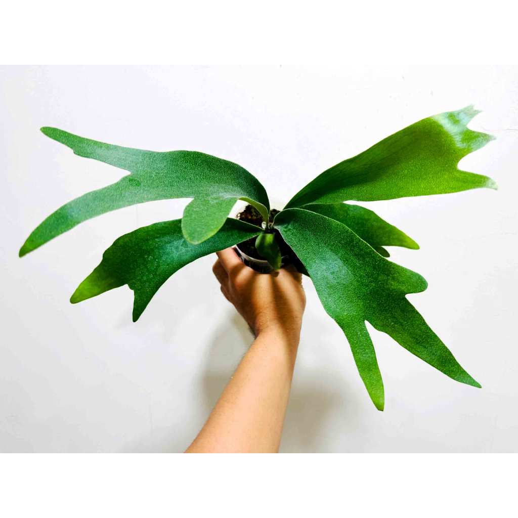千手觀音鹿角蕨（Platycerium 'SS Foong'）椰子樹觀賞園藝綠植蕨| 蝦皮購物