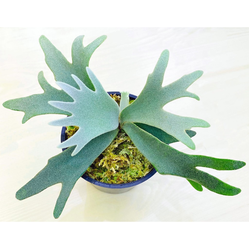 P. willinckii ’Jenny’ TC 327 珍妮孢子苗-P. Willinckii 