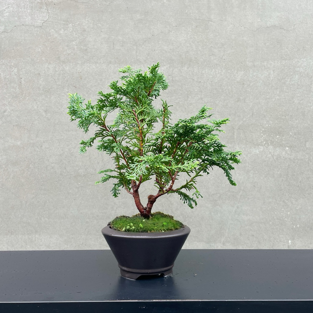 野趣小品盆栽》日本津山檜12．青檜．松柏盆栽| 蝦皮購物