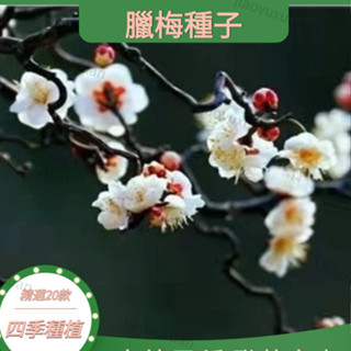 藤原樹- 優惠推薦- 2025年8月| 蝦皮購物台灣