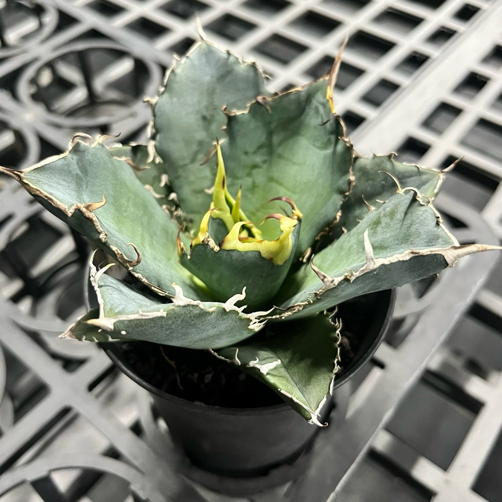 Gu Plant 固植] 嚴龍白鯨｜Agave titanota 'White Whale'｜ | 蝦皮購物