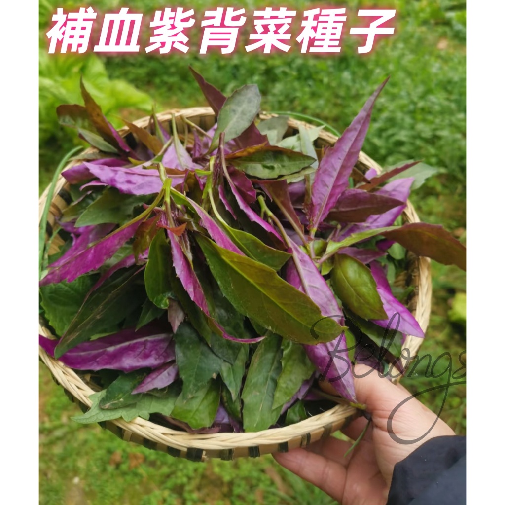 【台灣出貨】10粒 天然補血紫背菜種子 天葵血皮菜 家庭陽台盆栽補血菜 紅背菜 紅菜種子 四季種植蔬菜種子 高產蔬菜種子 | 蝦皮購物