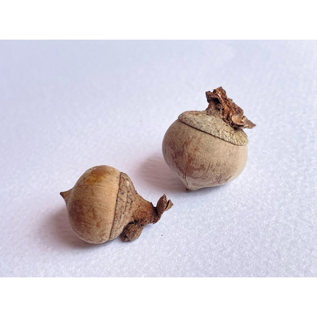 茸果柯 Lithocarpus bacgiangensis 橡實 殼斗科 櫟 種子標本收藏 櫟 | 蝦皮購物
