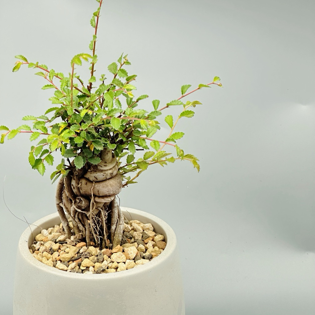 植物空間 榆樹 常綠植物 露根榆樹3寸 年年有餘 | 蝦皮購物
