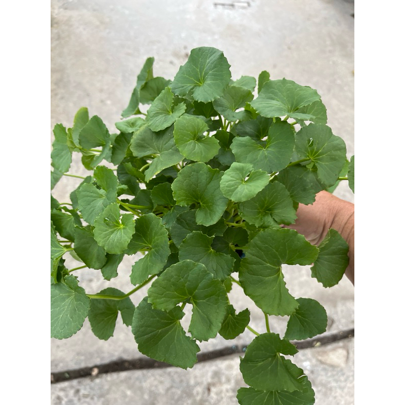 台灣原生種 雷公根 / 積雪草｜5吋盆～多年生草本｜食藥兩用植物⋯ | 蝦皮購物