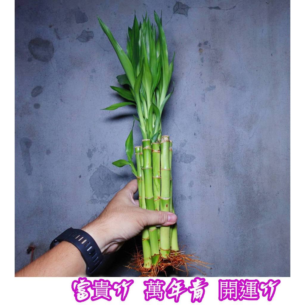 開運竹 10根一組 水耕植物 室內植物10公分-40公分 幸運竹 萬年青 室內植物 發財樹 富貴竹 | 蝦皮購物
