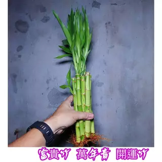 開運竹 10根一組 水耕植物 室內植物10公分-40公分 幸運竹 萬年青 室內植物 發財樹