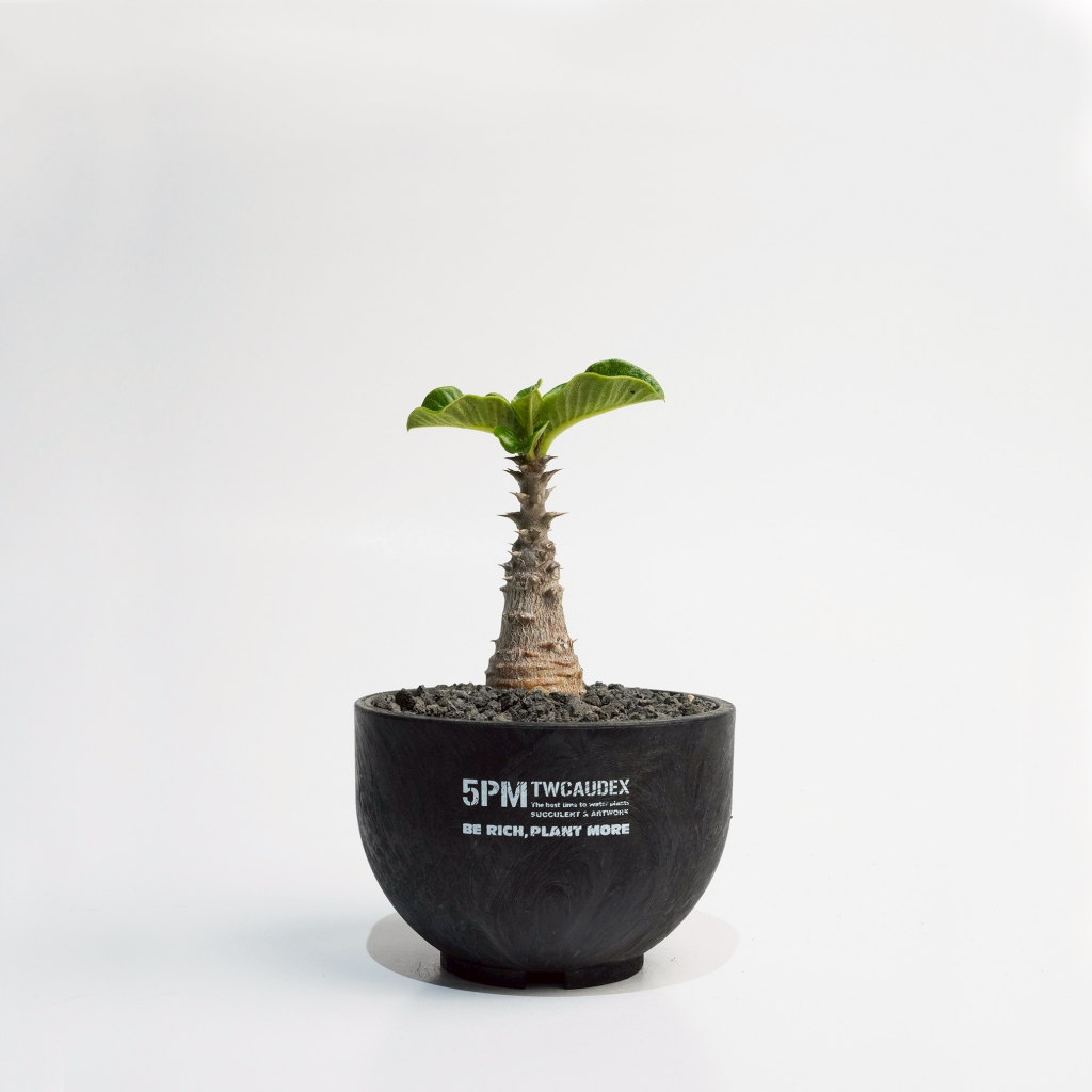 酉5PM】溫莎瓶幹｜實生苗｜Pachypodium windsorii | 蝦皮購物