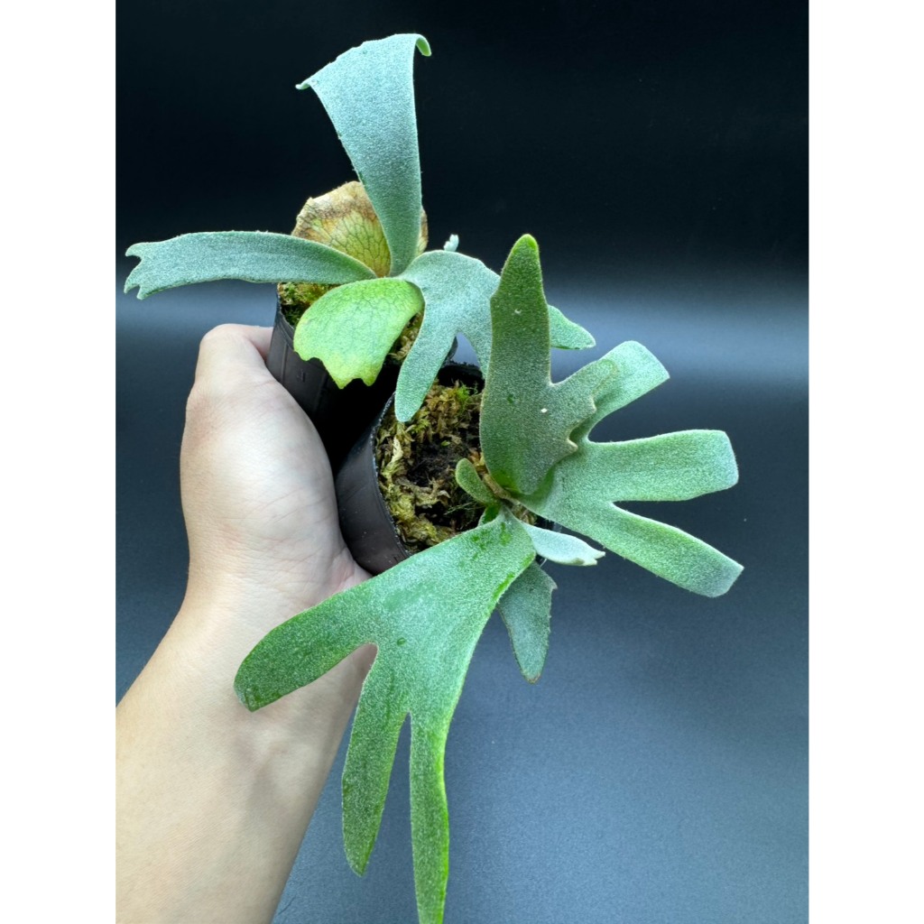 🐝BEE_PLANTS 台中鹿角蕨P.willinckii jenny (TC) 珍妮鹿角蕨