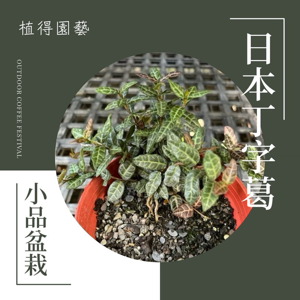 定家葛　丁字葛　小品盆栽 植得｜日本丁字葛｜姬性小品盆栽| 蝦皮購物