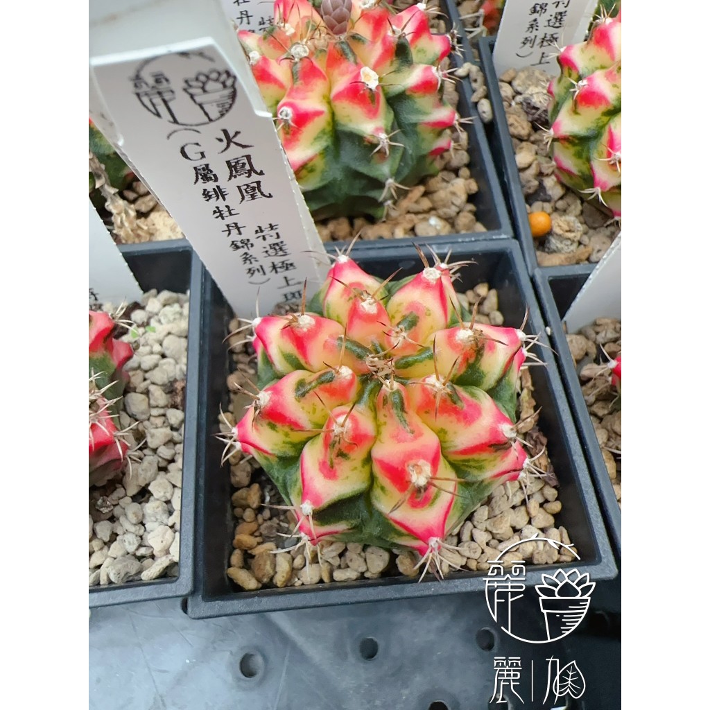 錦斑多肉植物- 優惠推薦- 2026年6月| 蝦皮購物台灣