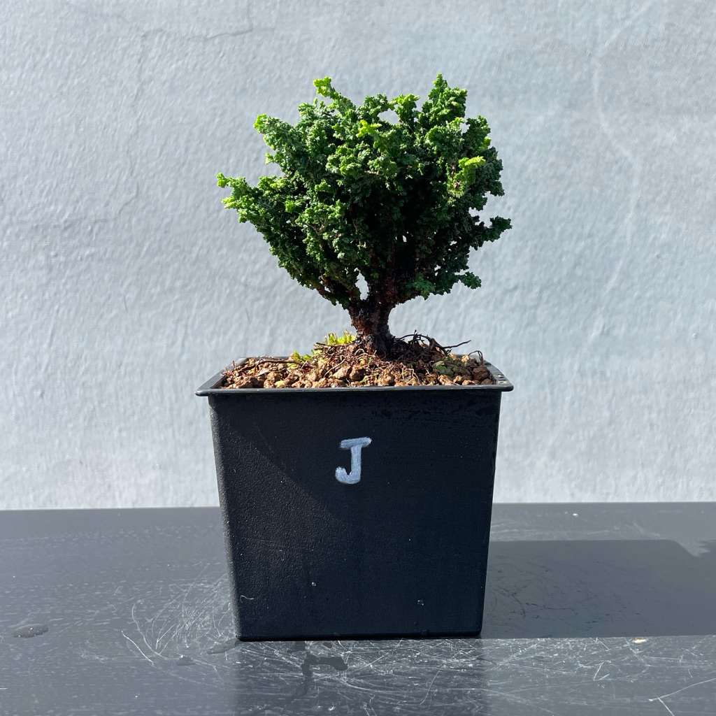 野趣小品盆栽》日本石化檜．迷你檜木| 蝦皮購物