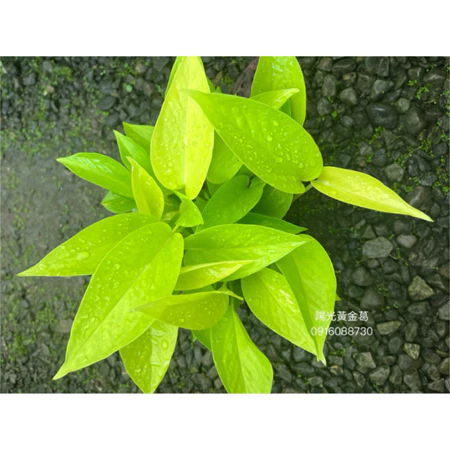 黃金葛系列 陽光 3吋盆