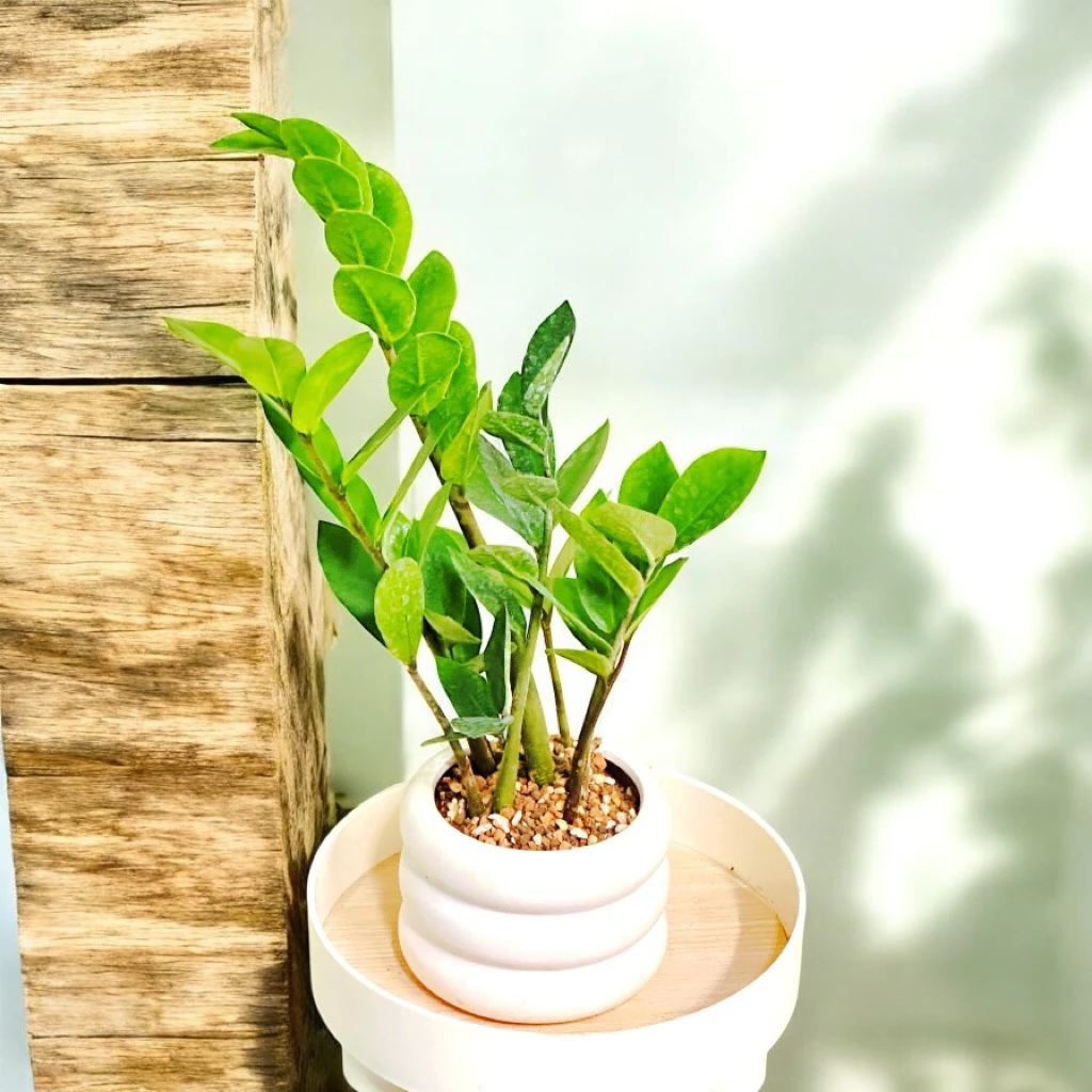 植物空間室內植物金錢樹3吋盆雪鐵芋
