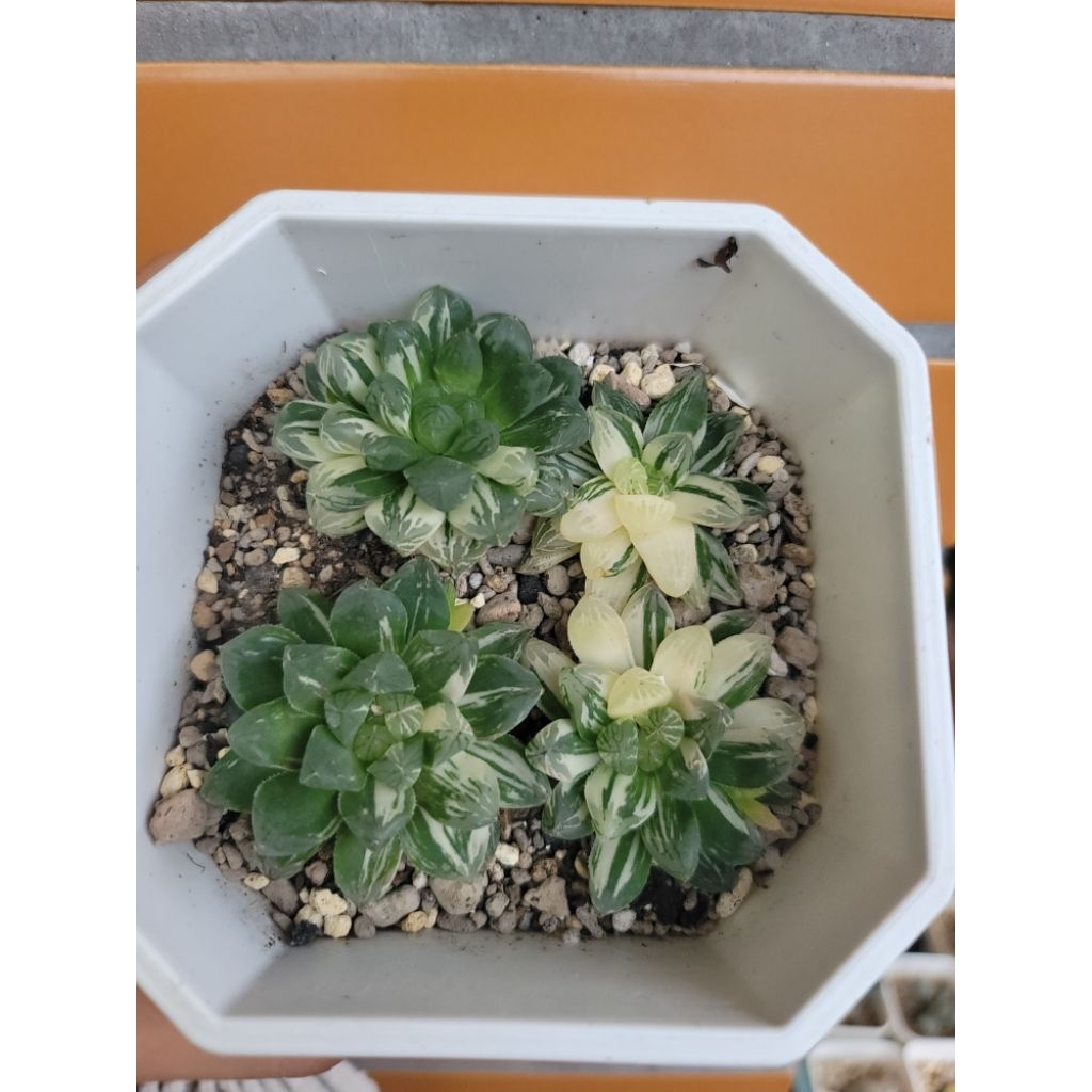 姬玉露｜優惠推薦- 蝦皮購物- 2026年6月