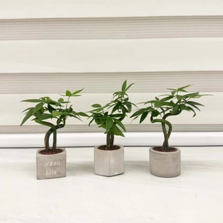 【一畝禾】現貨 迷你發財樹 一寸盆 水泥盆 馬拉巴栗 美國土豆 財位植物 風水植物 室內植物 觀葉植物 盆栽 辦公室盆栽