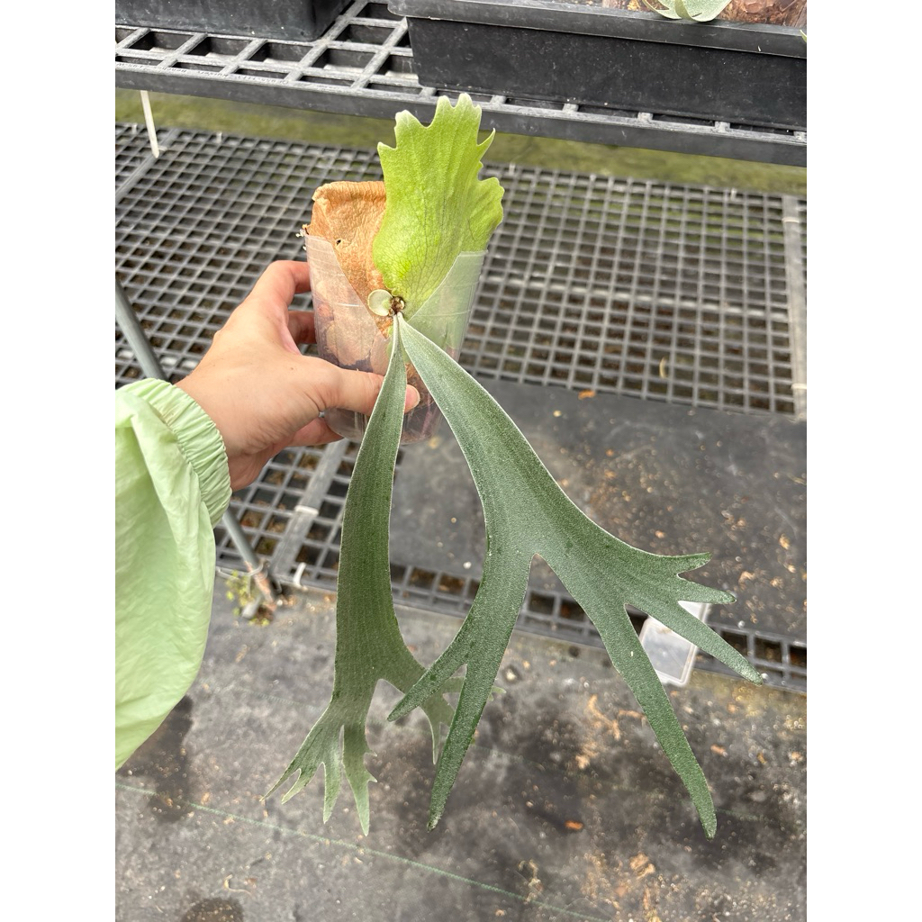 🌱愛客森🌱 P.Willinckii Leonids獅子座鹿角蕨| 蝦皮購物