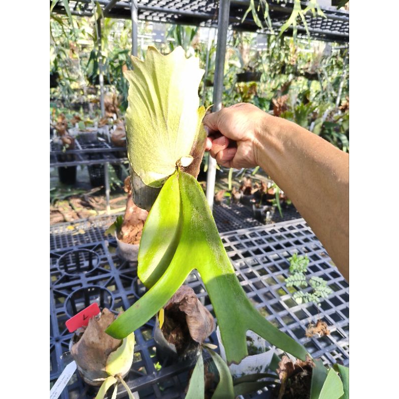 P. willinckii cv. Silvery dwarf sporing #5 爪哇園藝種| 蝦皮購物 P. willinckii cv. Silvery dwarf sporing #5 爪哇園藝種| 蝦皮購物
