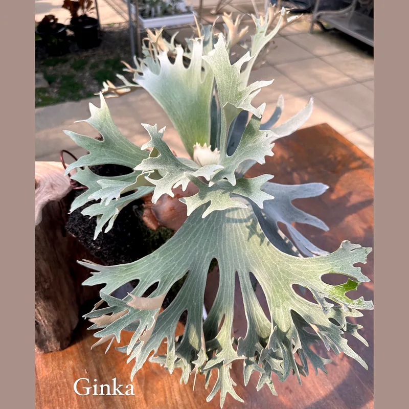 《晴花鹿苑》P.Ginka 銀華鹿角蕨 正側芽 | 蝦皮購物
