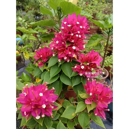 各種九重葛現剪枝條 綠葉桃紅姬八房