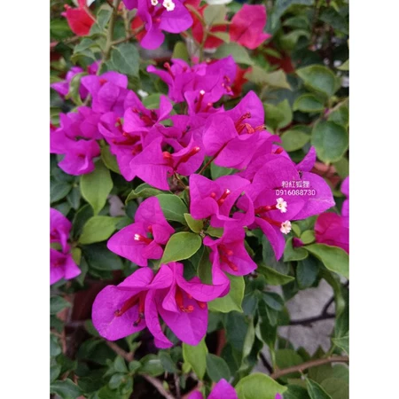 各種九重葛現剪枝條 粉紅狐狸